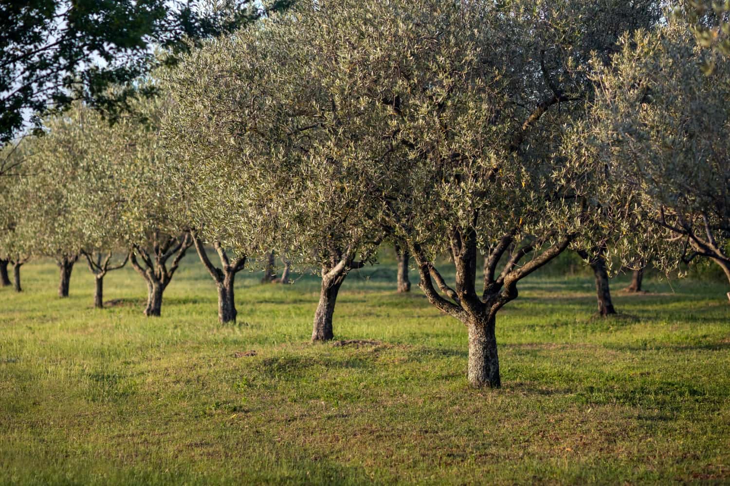 Emanuele Zucchi: agricoltura, territorio e visione