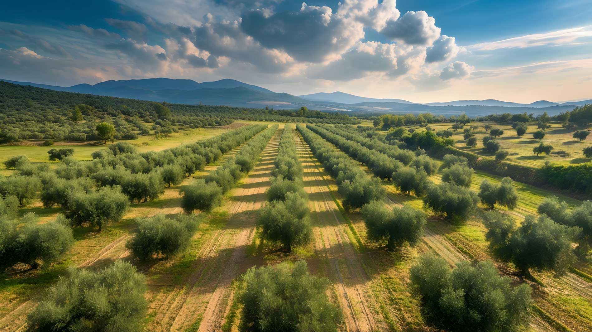 Villa Valles: l'olio extravergine che racconta la Tuscia Viterbese